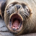 A community for posting examples of sealioning and similar forms of trolling
