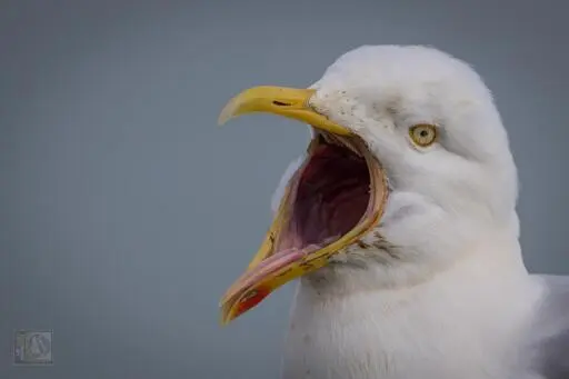 A Gull with its beak wide open showing it's tongue