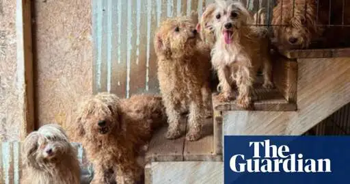 101 dogs rescued from apparent puppy mill in North Carolina