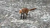Foxes at Highgate Cemetery in London 🦊
