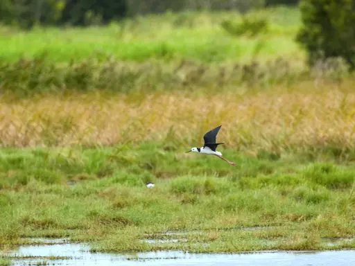 A pied stilt in flight, flying low over wetlands, water below it, grass and yellow green growth visible behind it