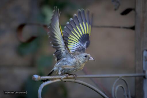 a goldfinch with its wings open