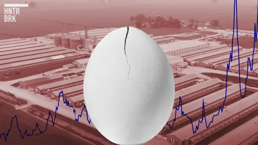 Cracking Big Egg: Why the Industry’s Narrative Doesn’t Add Up