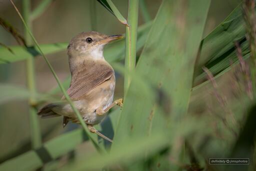 a small brown bird clinging to a reed