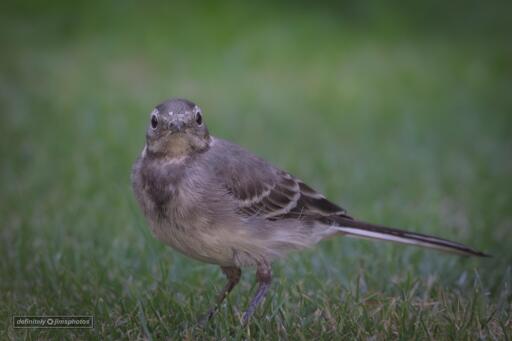 a small bird with a long tail