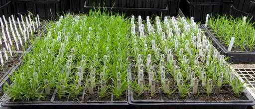 Commission proposes revamp to restrictive EU genetic engineering rules