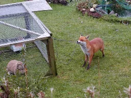 A red fox tugging on a chain attached to the roof of a rabbit cage, which has a rabbit loafing inside