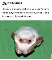 Behold the blessing bat