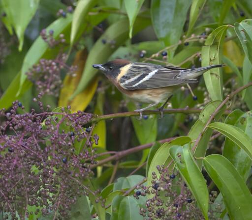 A beautiful warbler with a chestnut cap, creamy gold collar, "bay" breasted sides, and two wing-bars sits perched on a branch with a berry in his beak looking down on a truly huge cluster of mulberry-colored berries. This is the male Bay-breasted Warbler. Bastimentos Island. April 2025. Photo by Peachfront.
