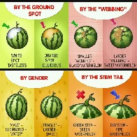 YSK how to pick a ripe, sweet watermelon