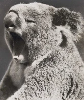 TIL almost all vertebrates yawn. Mammals, birds, reptiles, amphibians, and even fish all share this trait.