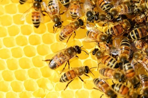 Bees helped make San Diego one of the country's most biodiverse places: The city plans to return the favor.