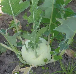 Foto von Kohlrabi auf dem Feld