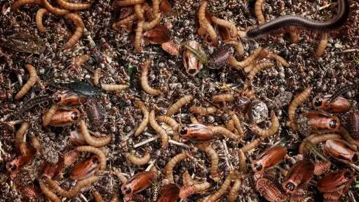 World’s Insect Leaders Attend G20,000,000,000 Summit
