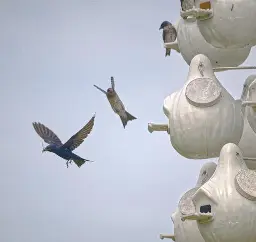 A rather ordinary photo of a detail of Purple Martin apartment complex made of artificial white gourds. A grayish female sits on the porch of a unit in the upper right. A second grayish female is flying in a posture that makes it look like she's coming in for a "slider" to land on the central unit's porch. A shiny blue (not purple to my eye) male is flying to the left with a dragonfly in his beak. May 2024. Southeast Louisiana. Photo by Peachfront.