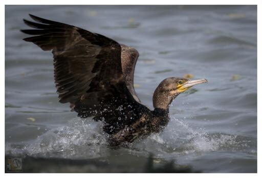 A black sea bird making a splash at an inland lake