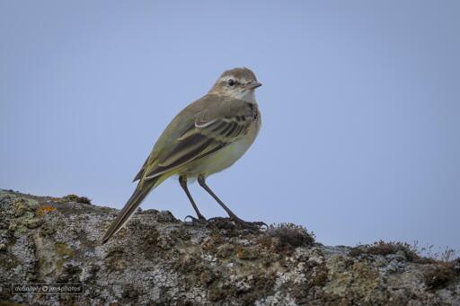 a small yellow bird