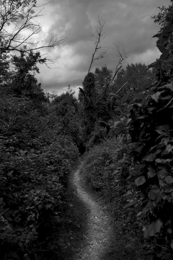 Daylight monochrome photography.
A mineral river at the bottom of a vegetal canyon.