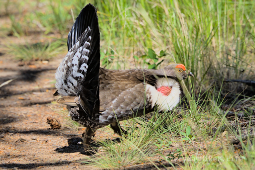 A Dusky Grouse gives me the eye as it leaves the trail back into the brush.
