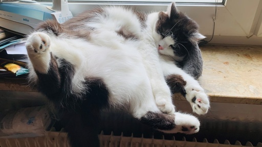 A fluffy black and white cat is sleeping on a windowsill, stretched out with its paws facing up. The background includes a few disorganized papers and a small appliance.