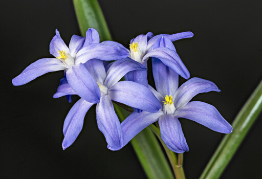 Unidentified flowers (2014). From "Stacked" (2016).
