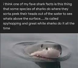 i think one of my fave shark facts is this thing that some species of sharks do where they sorta peek their heads out of the water to see whats above the surface.....its called spyhopping and great white sharks do it all the time <image of a great white shark spyhopping out of water>