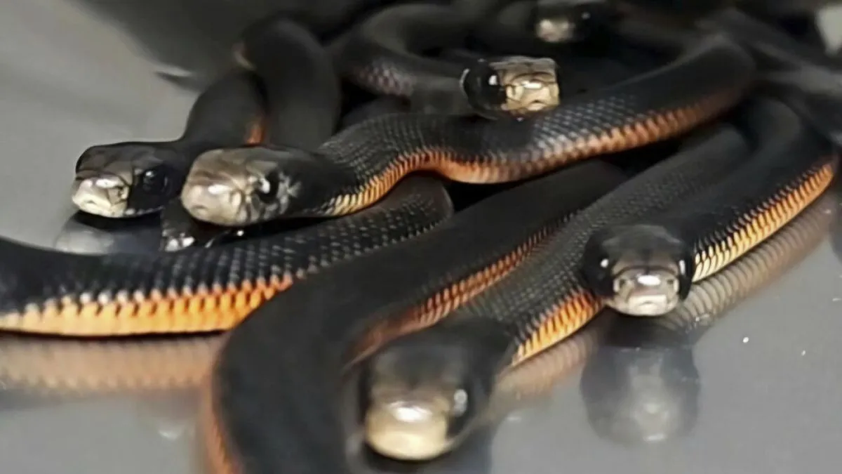 'Gives you the shudders': Australian man finds 100 snakes in backyard