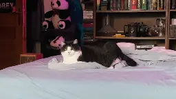 A black and white cat is resting on a bed with light blue sheets. In the background, there are stuffed pandas and a bookshelf filled with books and various items.