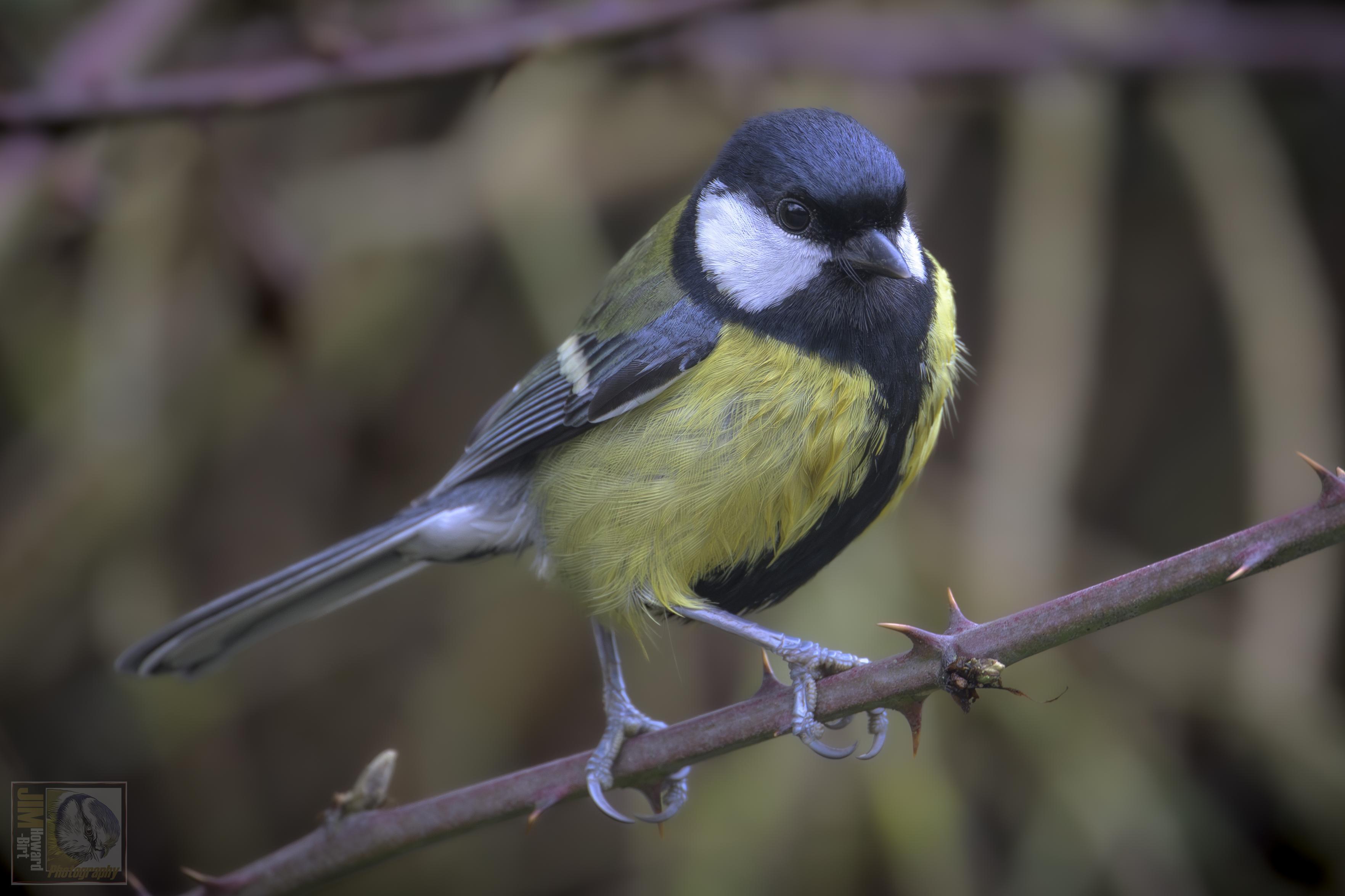 A Great tit perched on a thorny branch