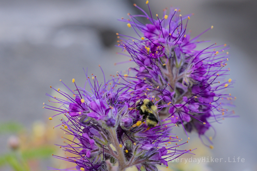 A bee climbing around a Purple Fringe, my new favorite wildflower.  When discussing this flower with a friend, I said I wanted to call it a 'spark flower' or something electrical sounding cause it felt that way to me.