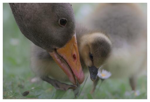 A photo of a parent goose and her Gosling