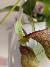 An insect standing on the edge of a nepenthes