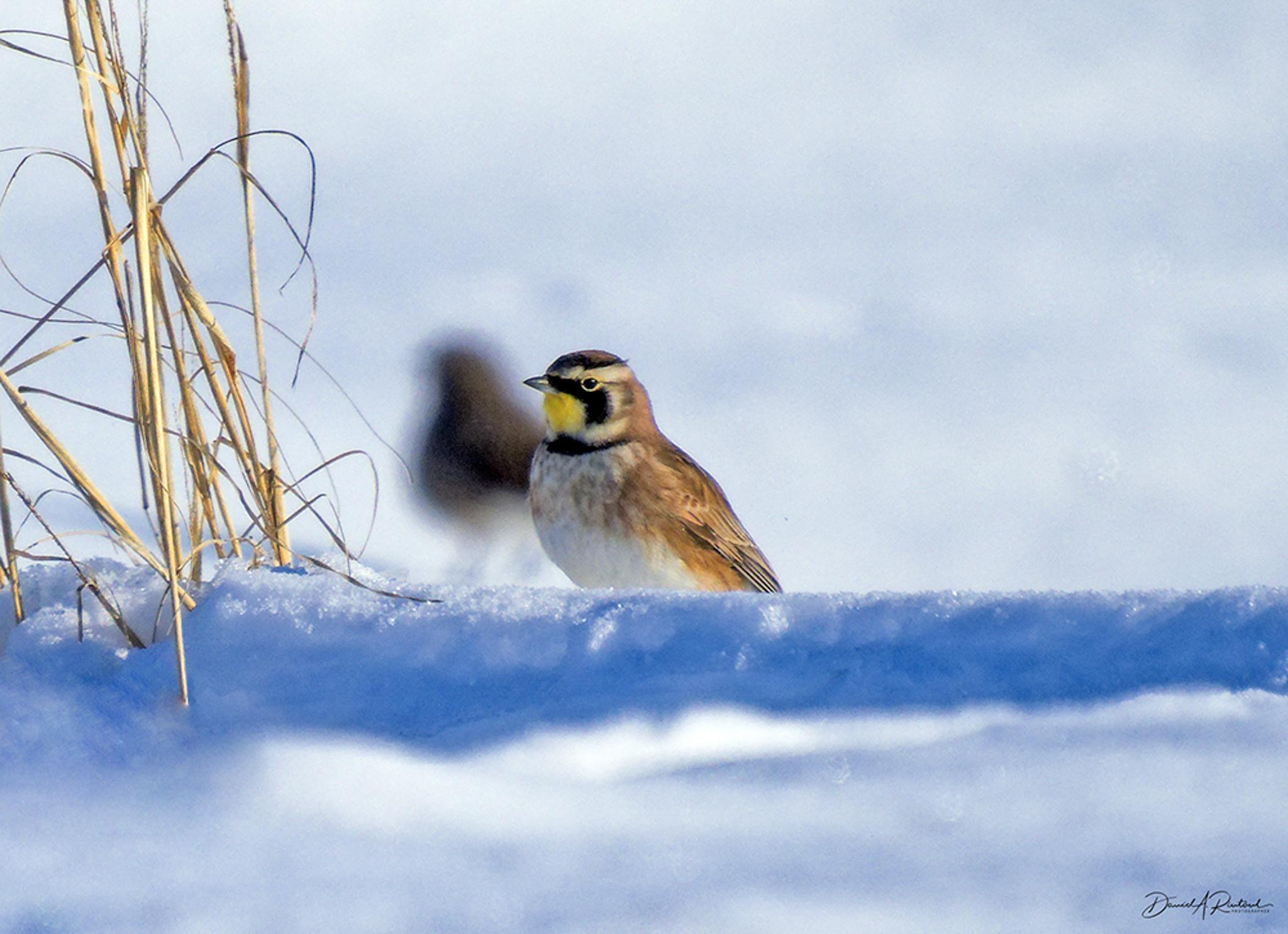 small bird with white underside, brown wings, black collar and head striping, and yellow throat, sitting in a snowbank with some dead winter grasses at left