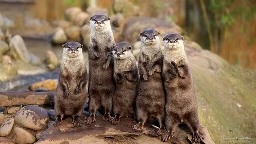 Voici loutre côté (plus mignon) de jlai.lu
