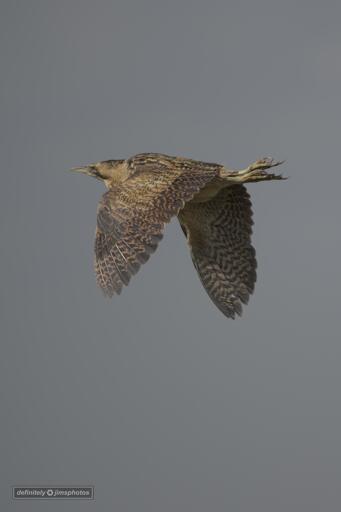 a yellowy brown heron in flight