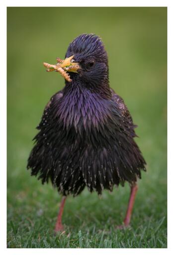 a small black coloured bird with iridescent colours in its feathers
