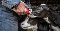 New York Bill Aims to Ban New Mega-Dairies