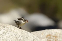 Petit cincle plongeur, oiseau un peu rond au plumage gris sur le dos, tête et ailes et blanc sur le ventre, cou, menton, sur un rocher, ailes ouvertes, qui piaille.