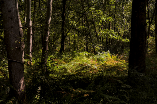Secret light rendezvous in the forest