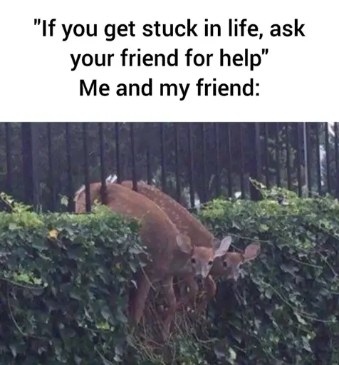 '"If you get stuck in life, ask your friend for help" Me and my friend' Two deer stuck in a fence next to each other 