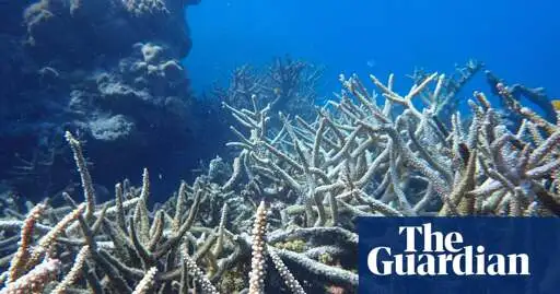 ‘It was our hope spot’: scientists heartbroken as pristine coral gardens hit by Western Australia’s worst bleaching event