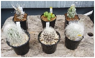 As promised, my haul from today's cactus/succulent show in Kyoto