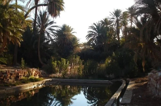 Greening the Sahara: For a Nourishing and Regenerative Algeria