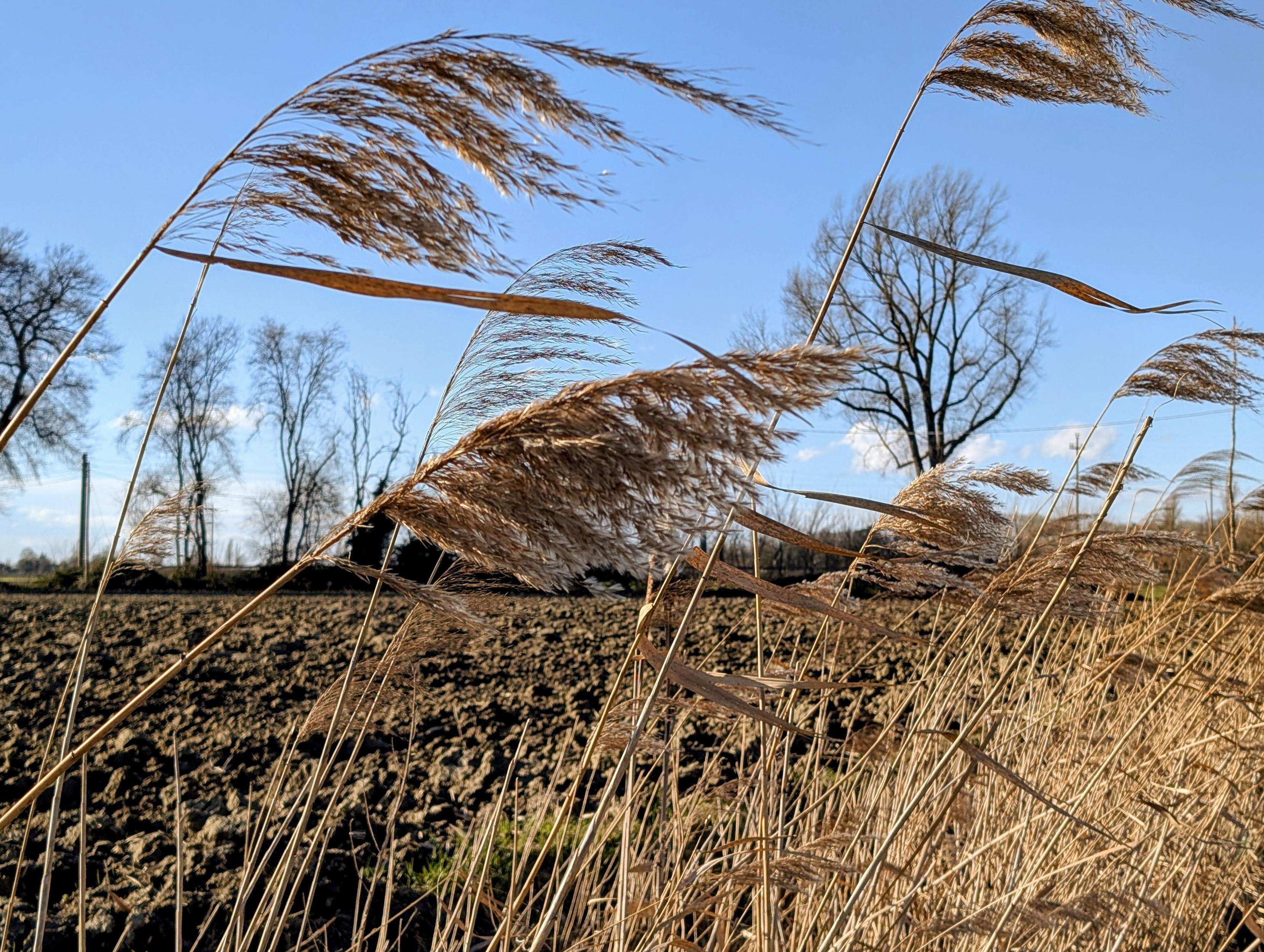 Golden reeds sway gently in the warm January wind, bending but never breaking. The earth is bare yet full of promise, as if spring has arrived early. A lone tree stands in the background, its branches reaching skyward, motionless against the breeze. The air feels light, carrying away heavy thoughts. In this quiet moment, as the wind whispers through the reeds, clarity arrives—like an answer blown in by nature itself.