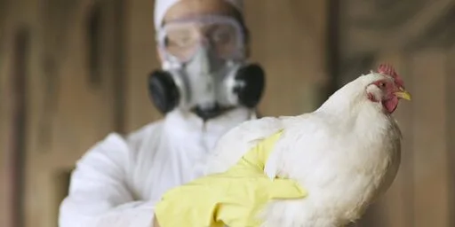 Top virologists raise alarm over potential for bird flu pandemic