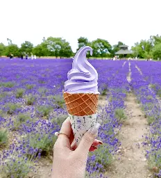 Lavender ice cream from Hokkaido’s stunning lavender fields!
