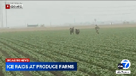 ICE agents chase after farmworkers as they flee fields during latest raid in Ventura County