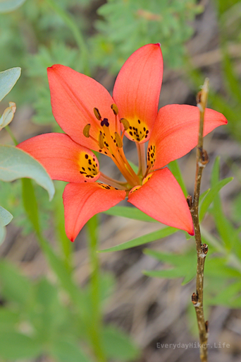 A Fire lily grows on the side of the trail.