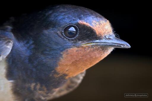 An adult swallow peering out from its nest