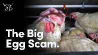 Caged Cruelty: Hidden-Camera Footage Shows Hens Suffering in Tiny Cages